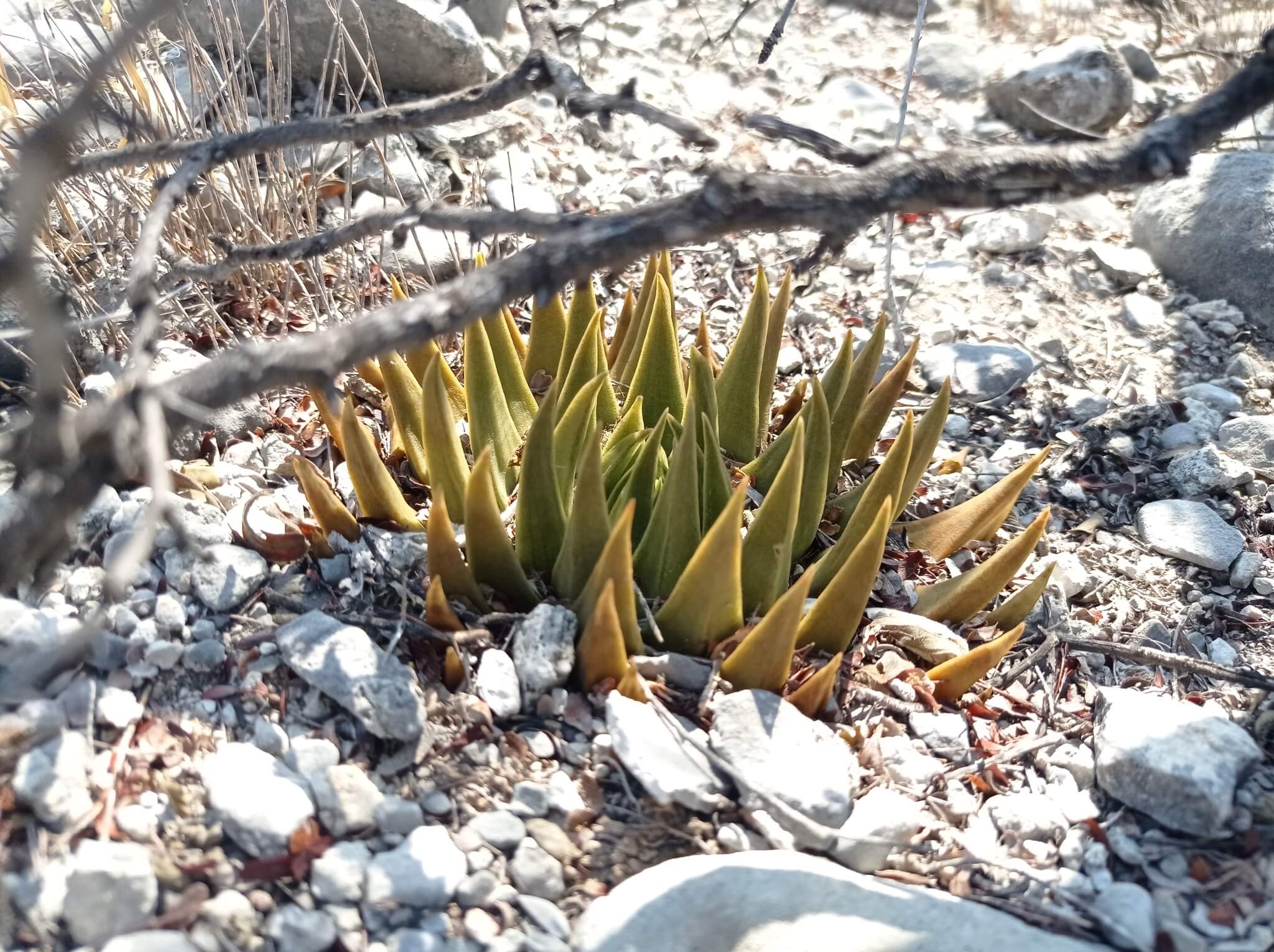 Ariocarpus trigonus